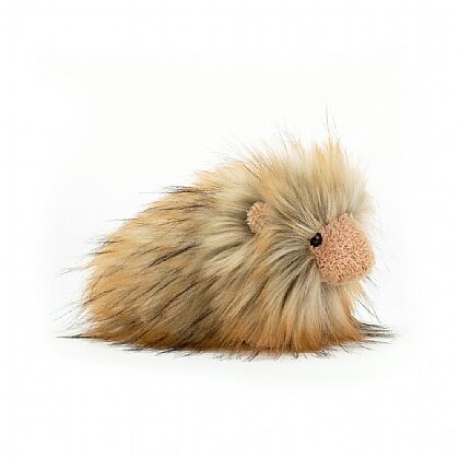 Gordon Guinea Pig