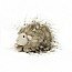 Gorgeous guinea pig fluffy ggp6f